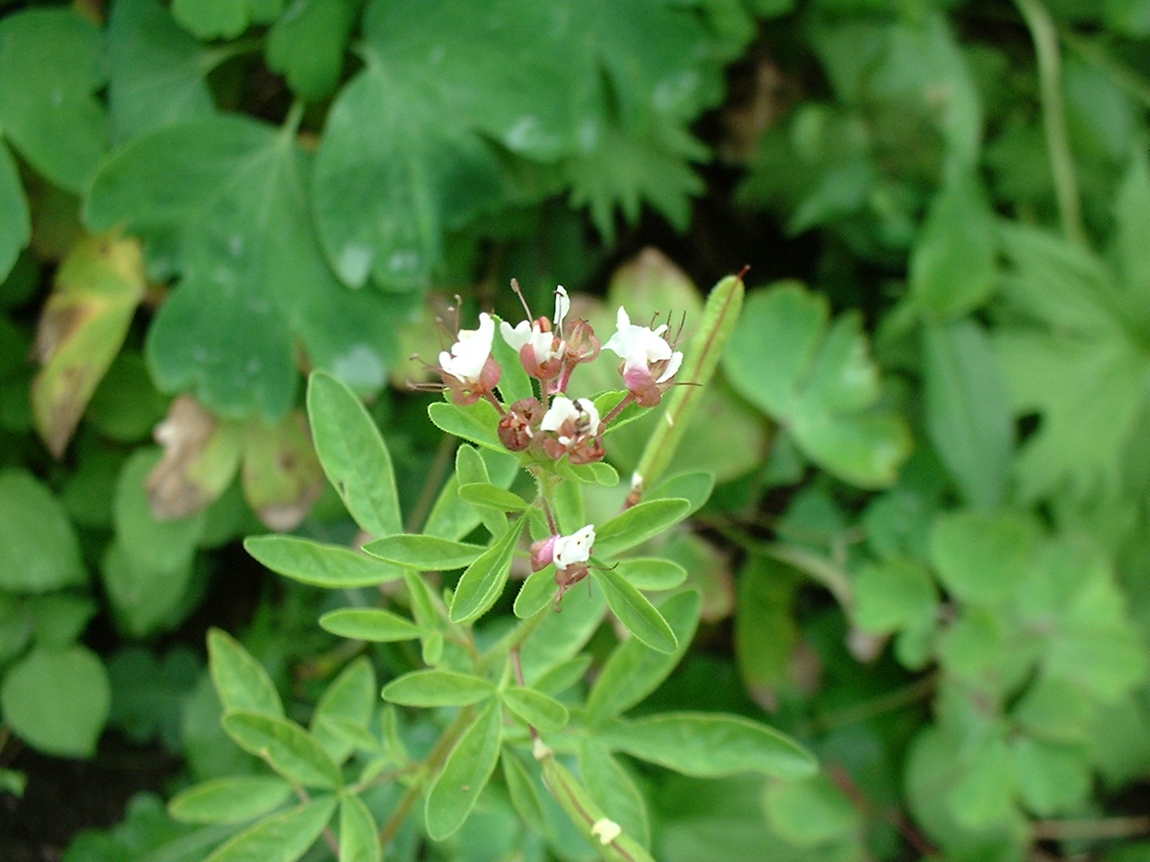 Polanisia dodecandra